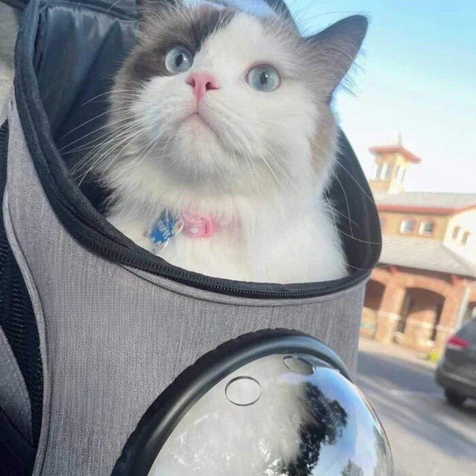 Catmosphere™  Fat Cat Breathable Backpack